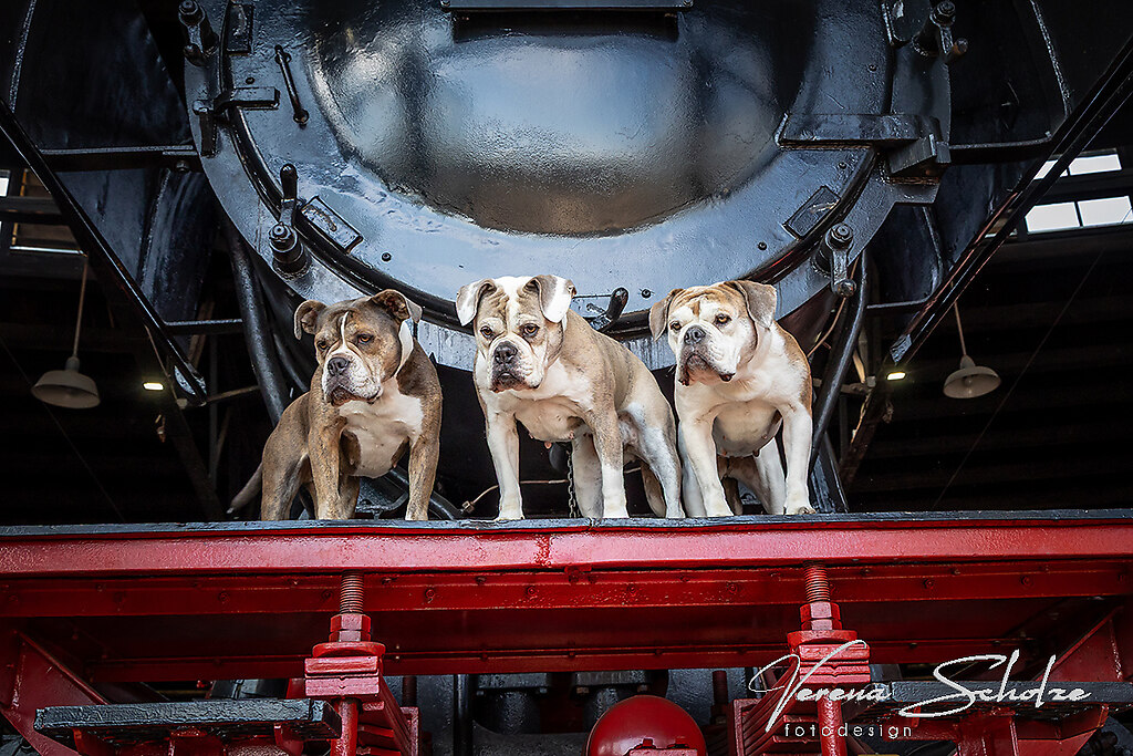 Tierfotografie 12 | Eisenbahnmuseum Oöd Englisch Bulldog Fotoshooting