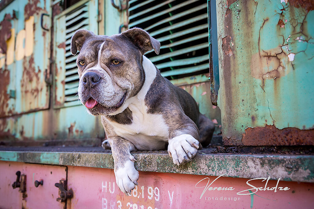 Tierfotografie 13 | Eisenbahnmuseum Oöd Englisch Bulldog Fotoshooting