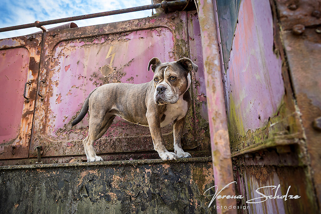 Tierfotografie 11 | Eisenbahnmuseum Oöd Englisch Bulldog Fotoshooting